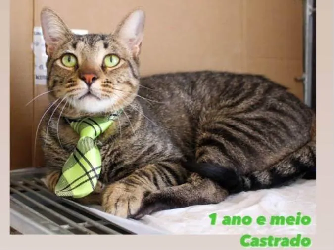 Gato ra a SRD idade 2 anos nome Nino