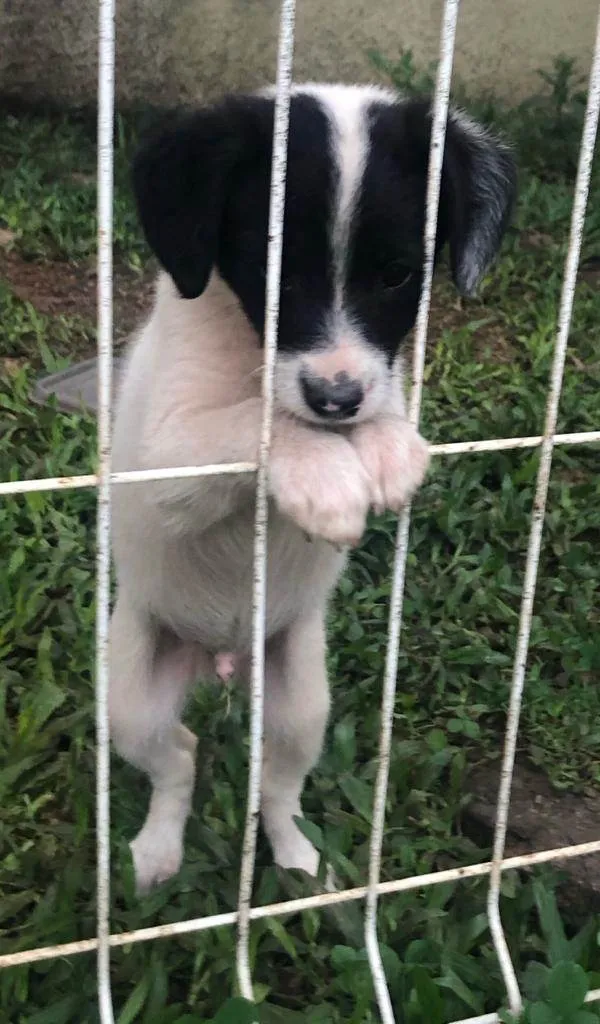 Cachorro ra a Sem raça determinada idade 2 a 6 meses nome Sem nome