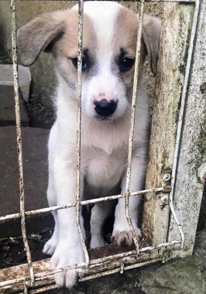 Cachorro ra a Sem raça determinada idade 2 a 6 meses nome Sem Nome