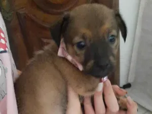 Cachorro raça SRD-ViraLata idade Abaixo de 2 meses nome cachorros 