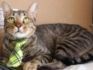 Gato raça SRD idade 2 anos nome Nino