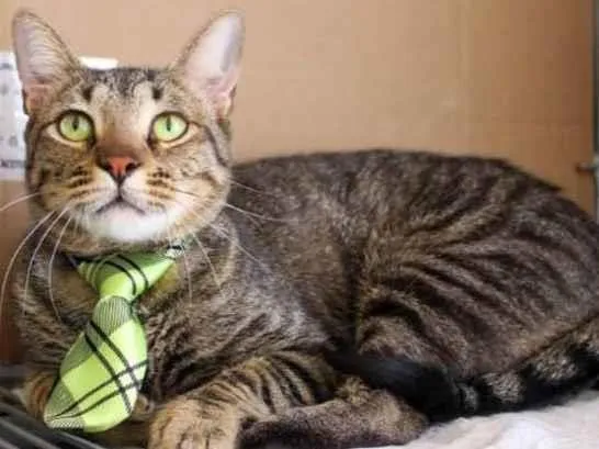 Gato ra a SRD idade 2 anos nome Nino