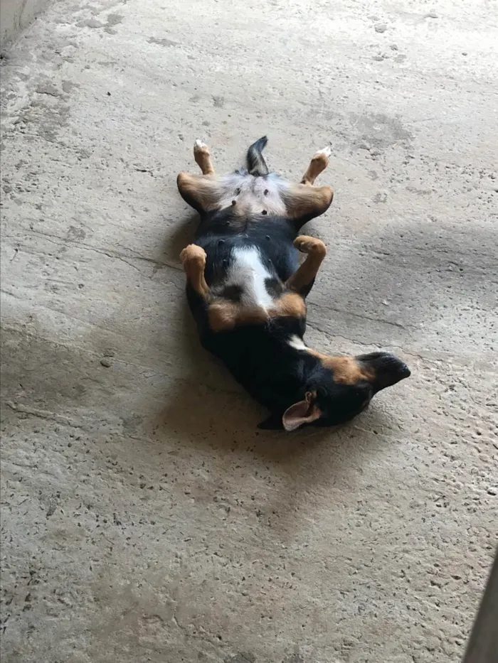 Cachorro raça Vira lata  idade 4 anos nome Hope