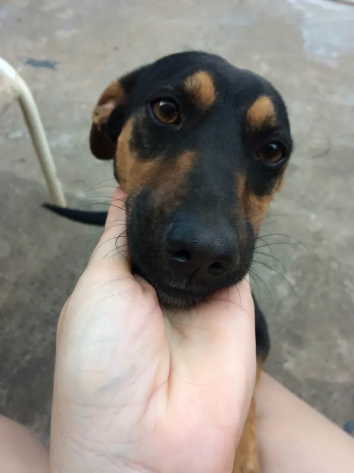 Cachorro raça Vira lata  idade 4 anos nome Hope