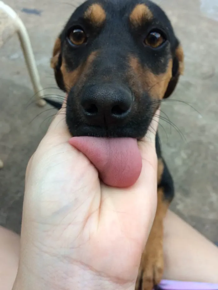 Cachorro raça Vira lata  idade 4 anos nome Hope