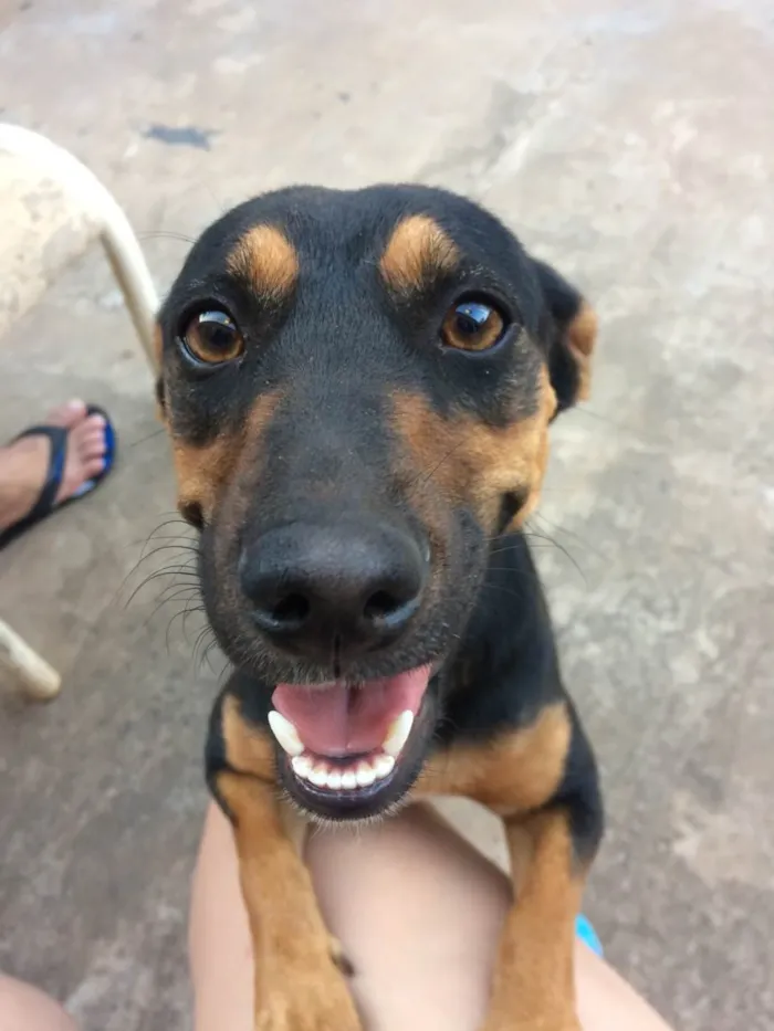 Cachorro raça Vira lata  idade 4 anos nome Hope