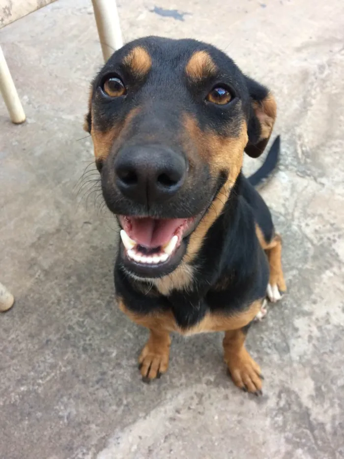 Cachorro raça Vira lata  idade 4 anos nome Hope