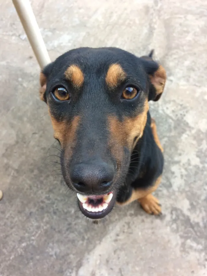 Cachorro raça Vira lata  idade 4 anos nome Hope