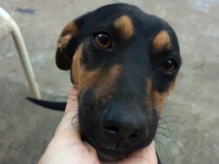 Cachorro raça Vira lata  idade 4 anos nome Hope