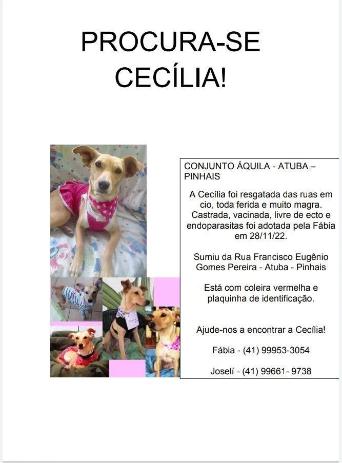 Cachorro ra a SRD-ViraLata idade 2 anos nome Cecília 