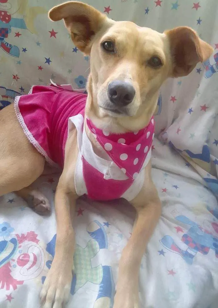 Cachorro ra a SRD-ViraLata idade 2 anos nome Cecília 