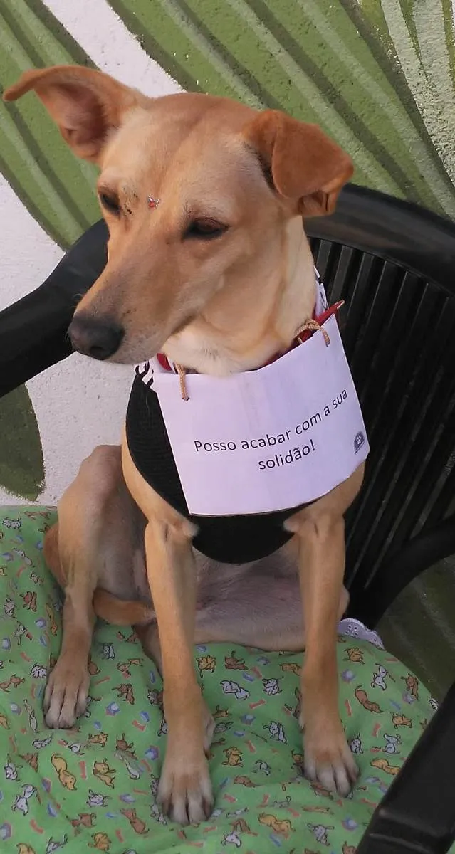 Cachorro ra a SRD-ViraLata idade 2 anos nome Cecília 