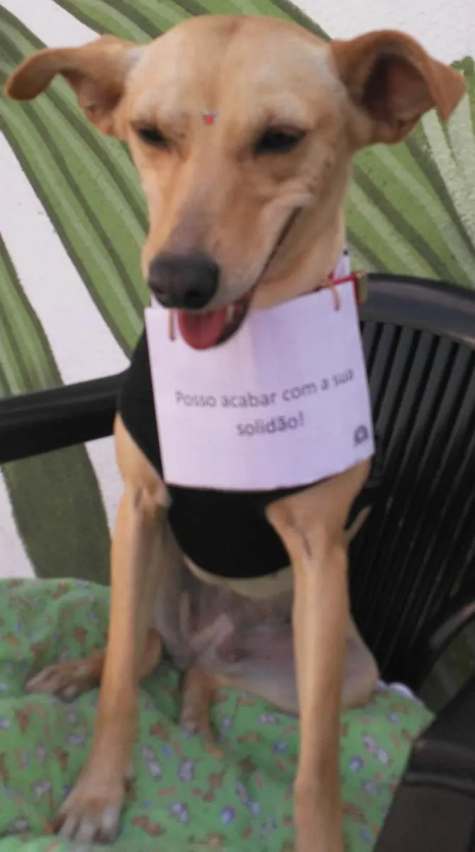 Cachorro ra a SRD-ViraLata idade 2 anos nome Cecília 