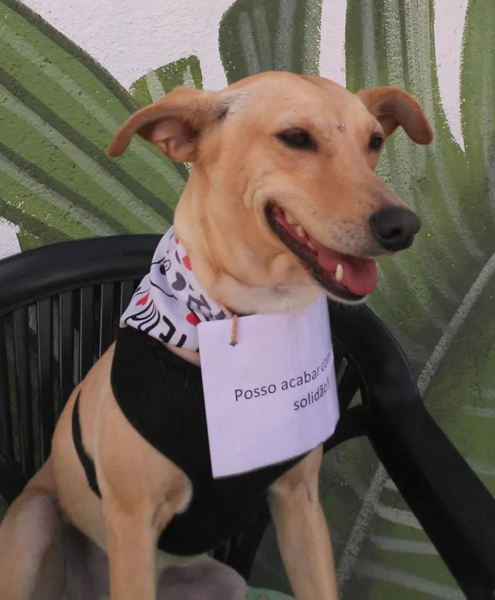 Cachorro ra a SRD-ViraLata idade 2 anos nome Cecília 