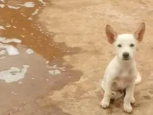 Cachorro ra a Chow chow com vira lata idade 2 a 6 meses nome Sem nome