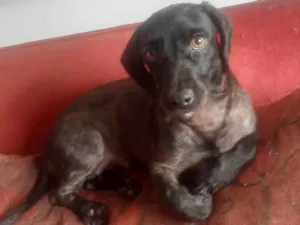 Cachorro raça SRD idade 1 ano nome Lua