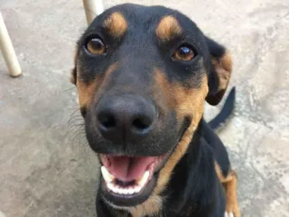 Cachorro raça Vira lata  idade 4 anos nome Hope
