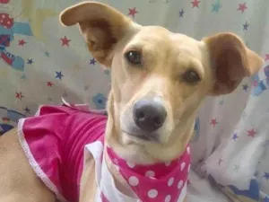 Cachorro raça SRD-ViraLata idade 2 anos nome Cecília 