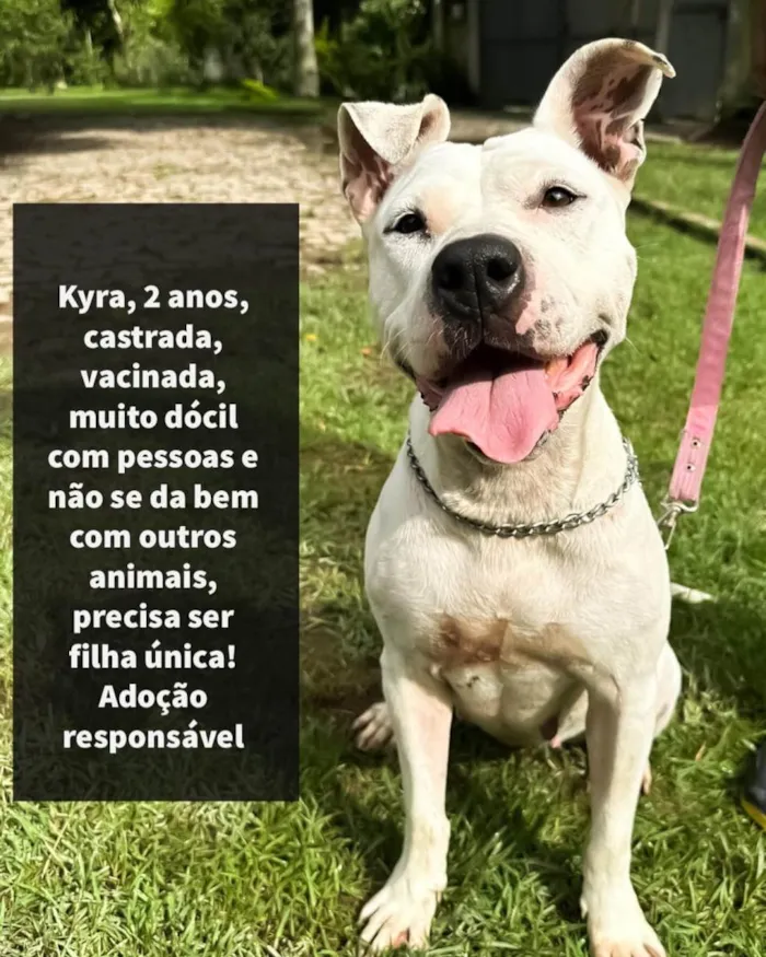 Cachorro ra a Pitbull  idade 2 anos nome Kira