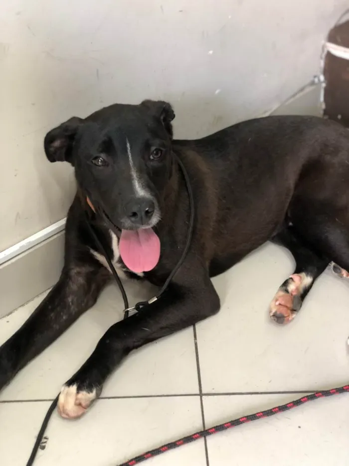 Cachorro ra a Pit-Bull mestiço  idade 7 a 11 meses nome Filhote