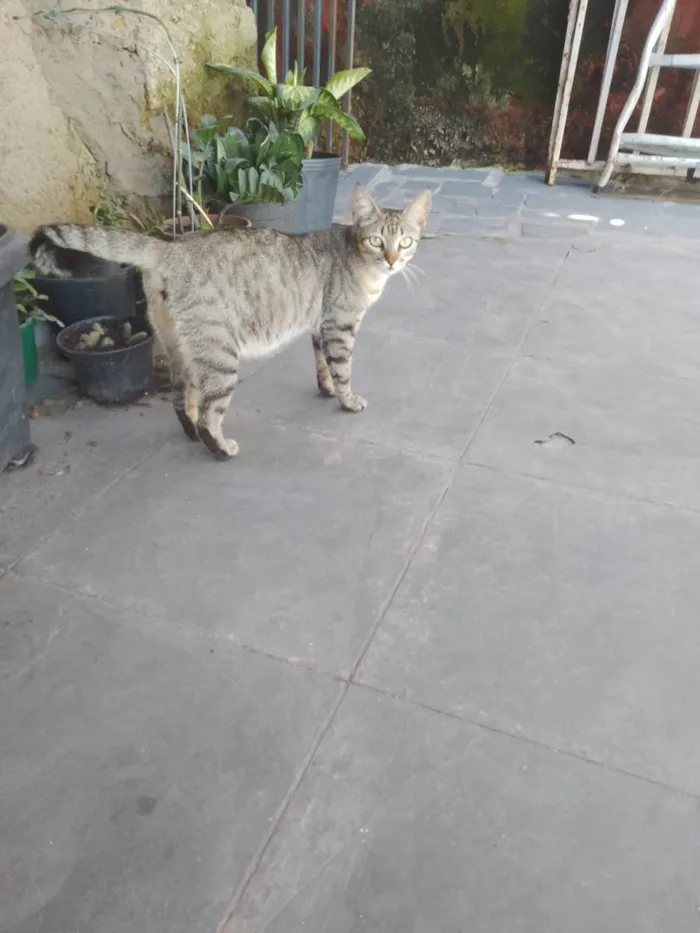 Gato ra a  idade  nome Não sei 