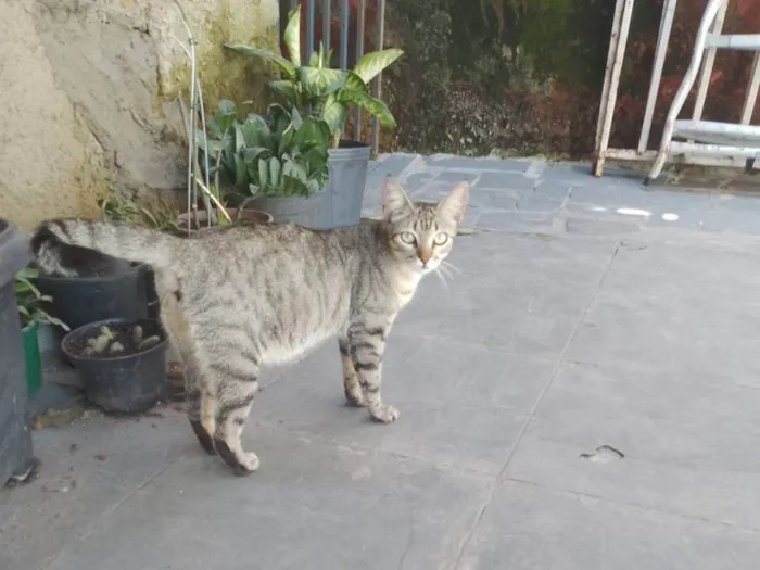 Gato ra a  idade  nome Não sei 