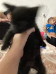 Pretinha 