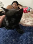 Pretinha 