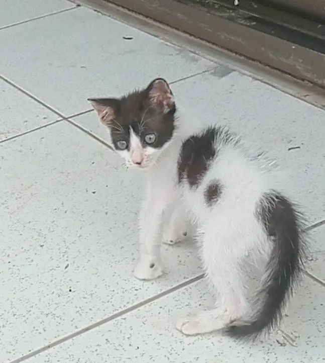 Gato ra a SRD-ViraLata idade 2 a 6 meses nome Engel 