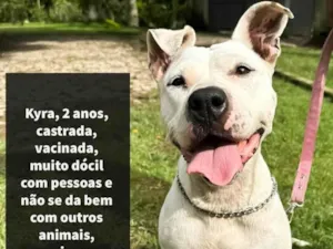 Cachorro raça Pitbull  idade 2 anos nome Kira