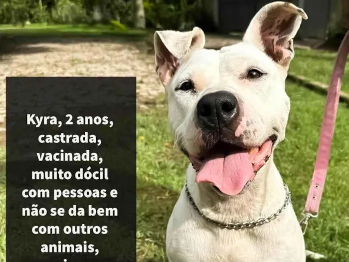 Cachorro ra a Pitbull  idade 2 anos nome Kira