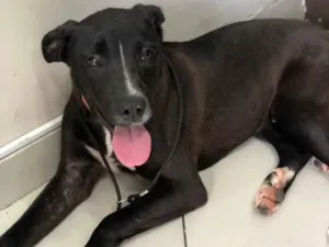 Cachorro raça Pit-Bull mestiço  idade 7 a 11 meses nome Filhote