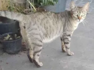 Gato raça  idade  nome Não sei 