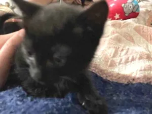 Gato raça  idade Abaixo de 2 meses nome Pretinha 