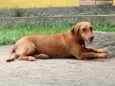 Tuca