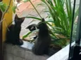 Gatinhos