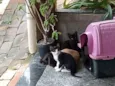 Gatinhos