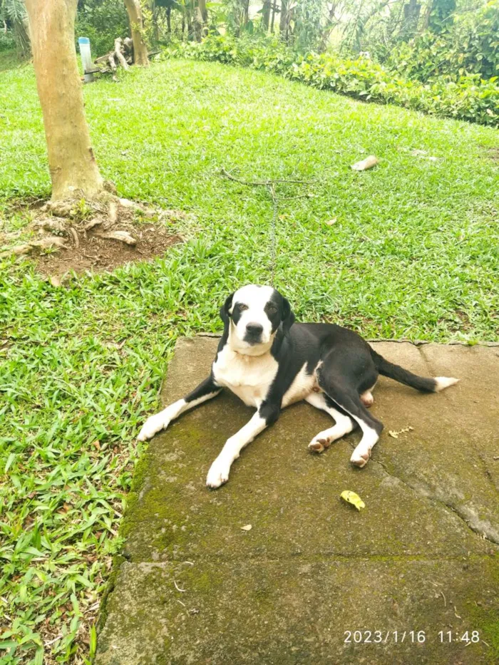 Cachorro ra a não afirmamos  um Pitbull ou dálmata  idade 2 anos nome Bronson 