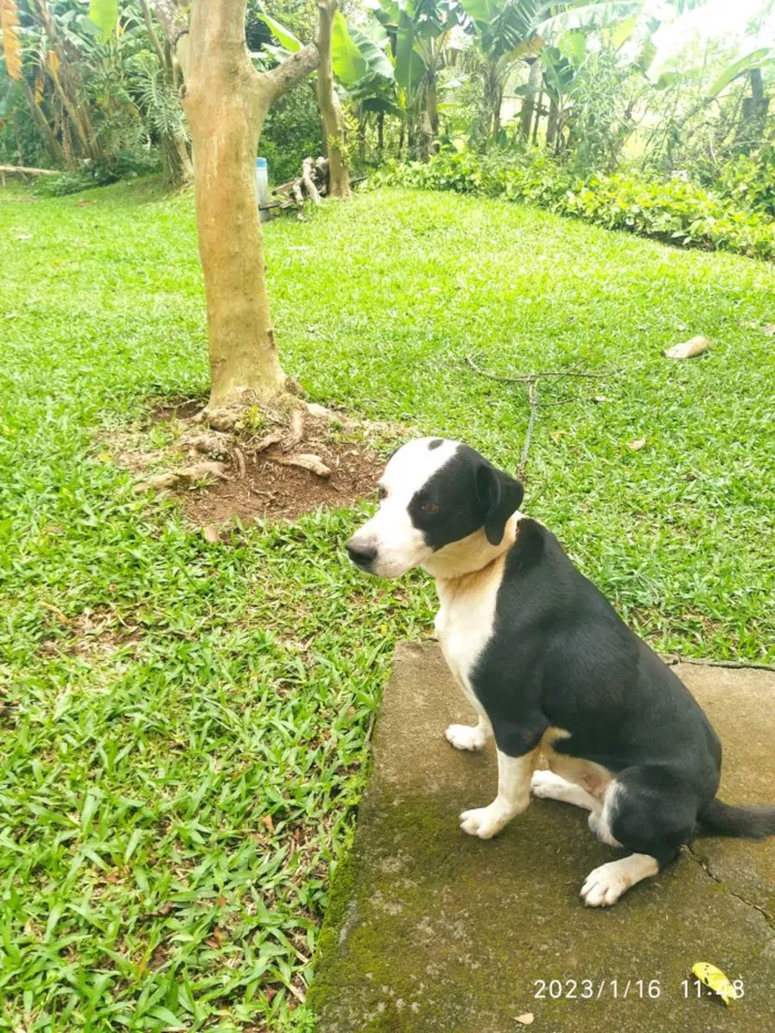 Cachorro ra a não afirmamos  um Pitbull ou dálmata  idade 2 anos nome Bronson 