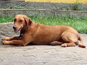 Cachorro raça  idade 3 anos nome Tuca