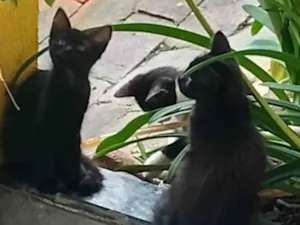 Gato raça  idade Abaixo de 2 meses nome Gatinhos