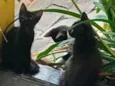 Gatinhos