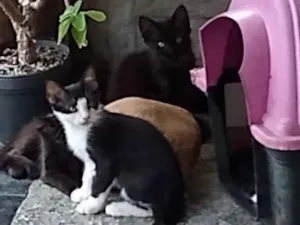 Gato raça  idade Abaixo de 2 meses nome Gatinhos