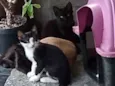 Gatinhos