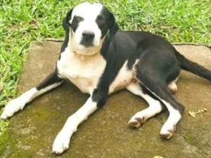 Cachorro raça não afirmamos  um Pitbull ou dálmata  idade 2 anos nome Bronson 