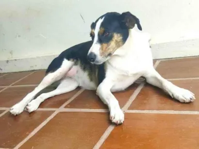 Cachorro raça Não sei idade 2 anos nome Lola