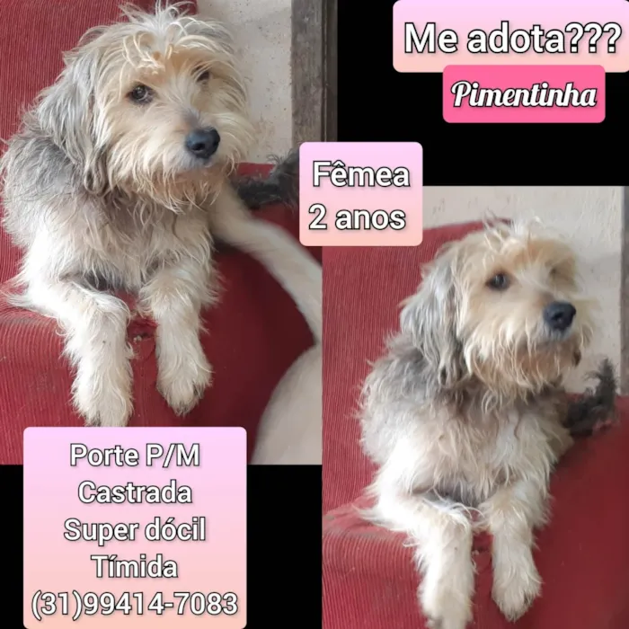 Cachorro raça SRD-ViraLata idade 2 anos nome Pimentinha