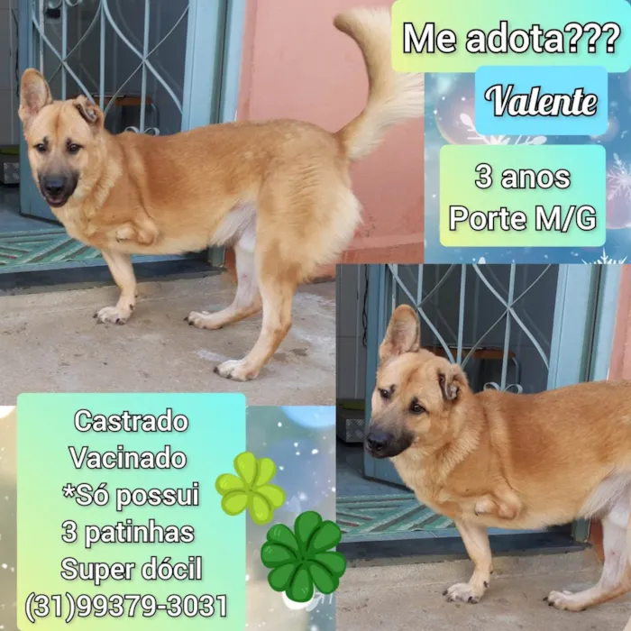 Cachorro raça SRD-ViraLata idade 3 anos nome Valente