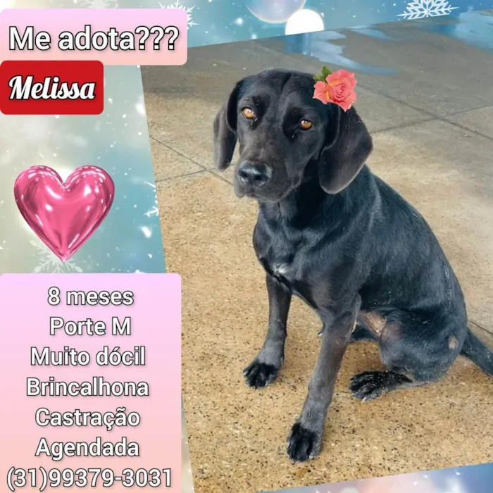 Cachorro raça SRD-ViraLata idade 7 a 11 meses nome Melissa 