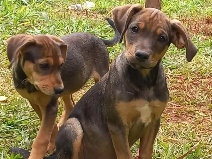 Cachorro ra a SRD idade 7 a 11 meses nome Mafalda 